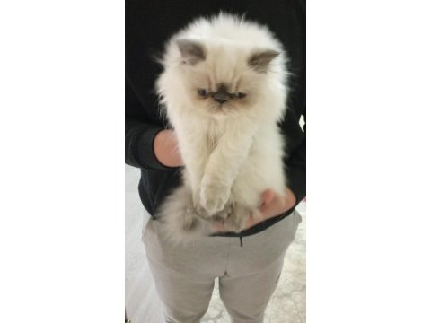Blue point himalayan persian