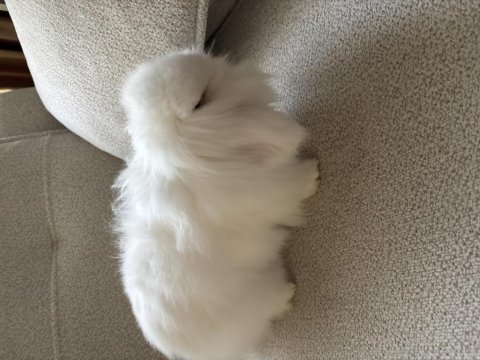 Hollanda lop tavşanları
