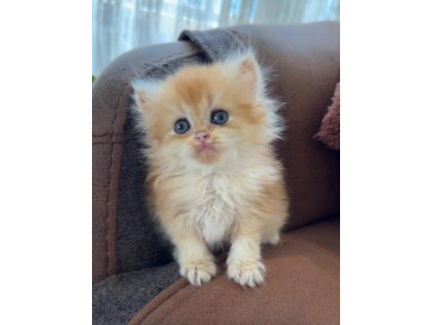 British longhair kedisi