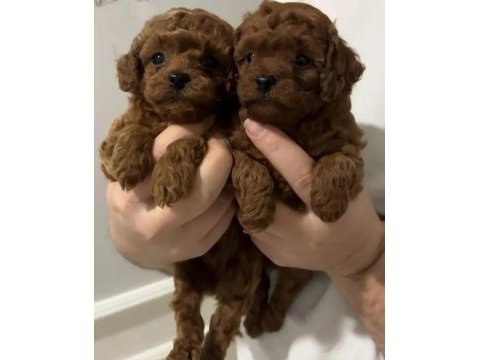 Irk ve sağlık garantili poodle köpekleri