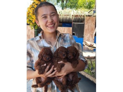 Teucap kore red poodle bebişler hazırda