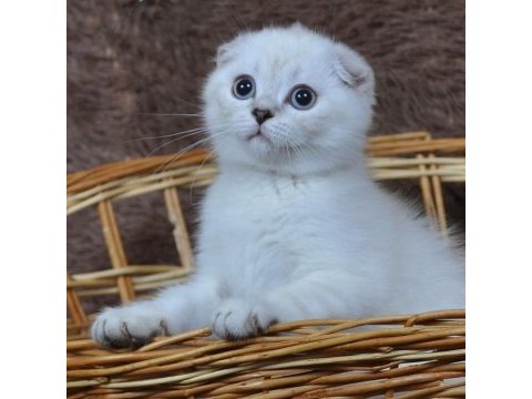 Aşk dolu mavi gözler: point scottish fold sizlerle