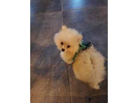 3 aylık erkek pomeranian tüm aşıları tamam