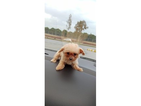 Aşıları yapılmıştır maltipoo
