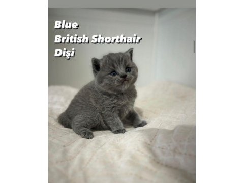 Safkan british shorthair 2 aylık yavrular