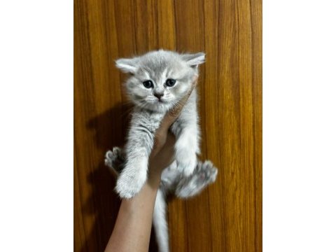 Scottish fold yavrularımıza yuva arıyoruz
