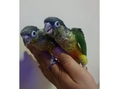 El besleme konur bebekler