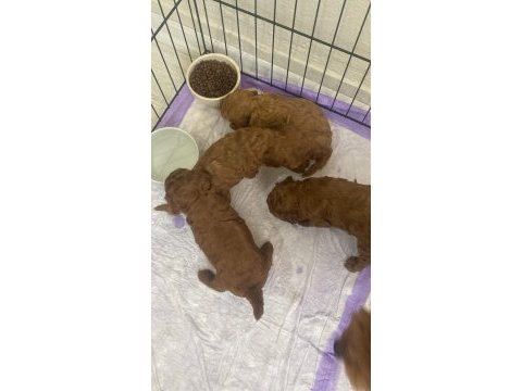 Toy poodle köpeğimiz