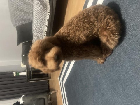 Çorlu satılık toy poodle 9 aylık
