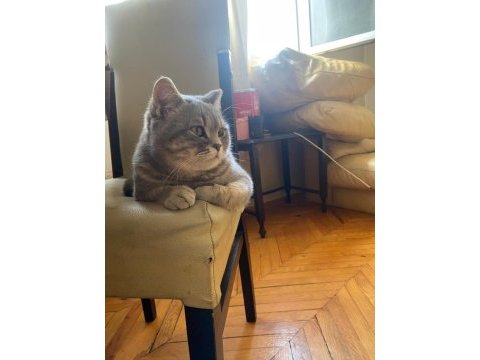 Dişi safkan british shorthair