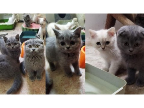 Muhteşem güzellikte british shorthair yavrularımız