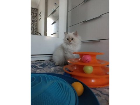 Full secereli british longhair