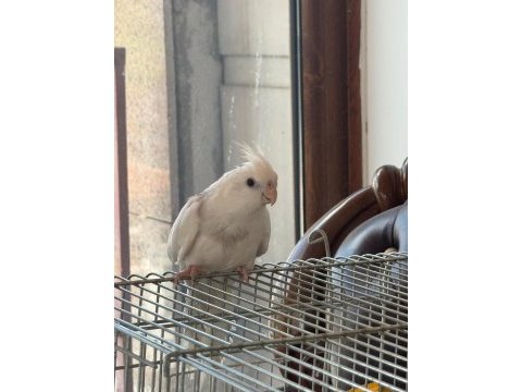 2,5 aylık zincir desen sultan papağanı