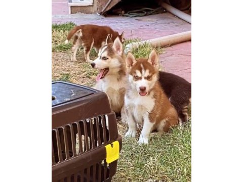 A kalite husky sibirya kurdu yavrularım
