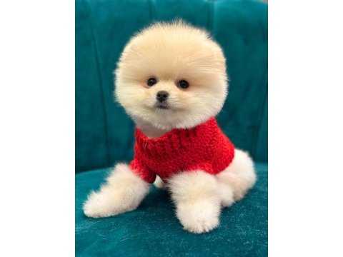 Pomeranian boo yavruları
