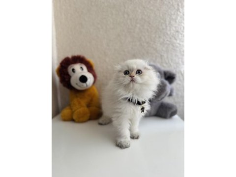 Scottish fold longhair