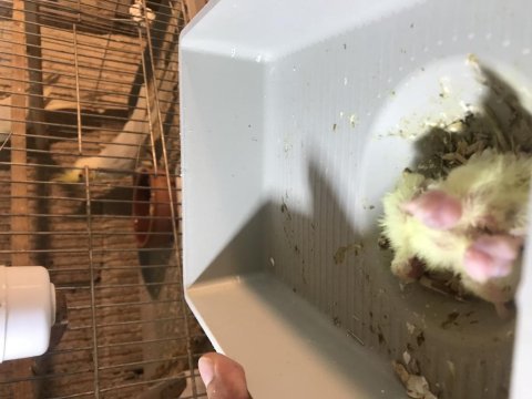 Yavru ve takım sultan papağanları