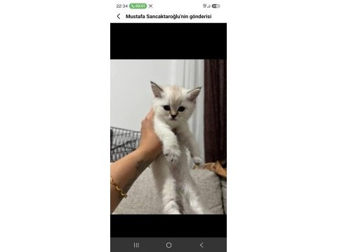 British shorthair bebekler 45 günlük