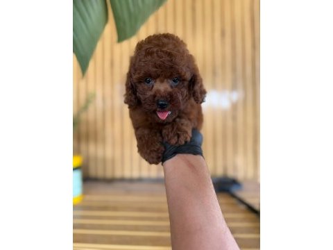 Toy poodle bebekler referans yavru