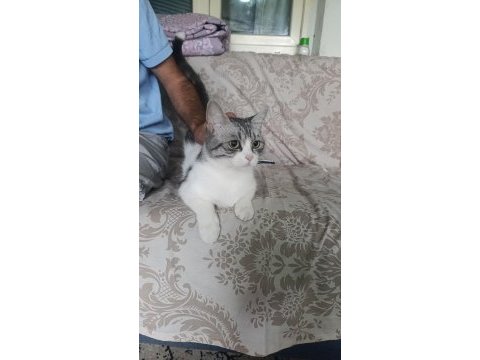 Kedime acil yuva arıyorum