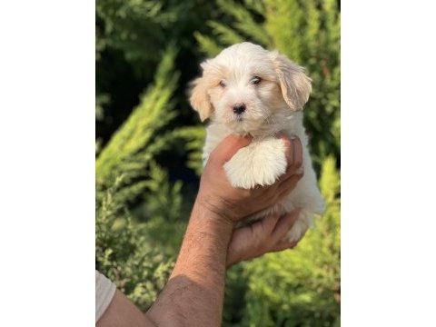 Maltipoo yavrular adrese gönderim ve kapıda ödeme vardır