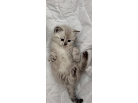 British shorthair yavru kedi