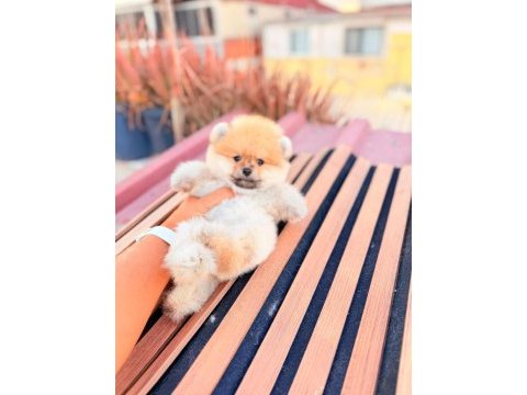 Ayı surat pomeranian