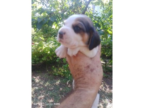 Birbirinden tatlı beagle yavruları
