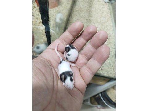 Panda mice
