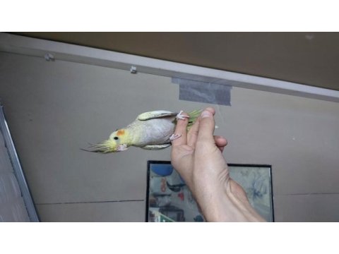 2 aylık erkek sultan papağanı