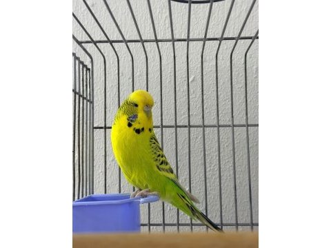 Gold dişi jumbo muhabbet kuşu