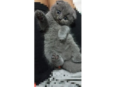 0 kulak top kafa scottish fold