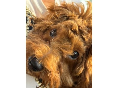 4 aylık efsane toy poodle tüm aşıları yapılmış