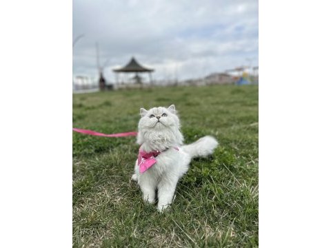 Şecereli british longhair
