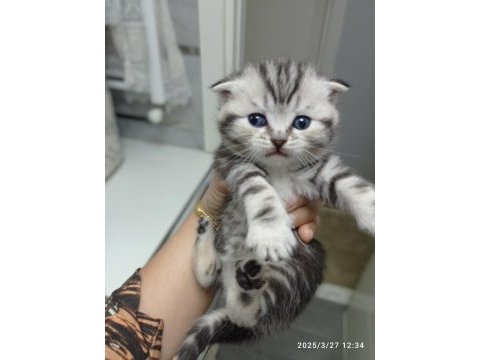 Yavru scottish fold kedisi