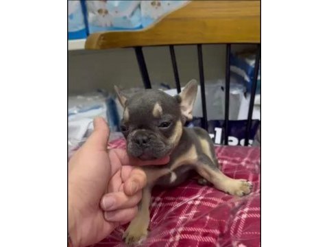 French bulldog yavrularımız ırk ve sağlık garantili