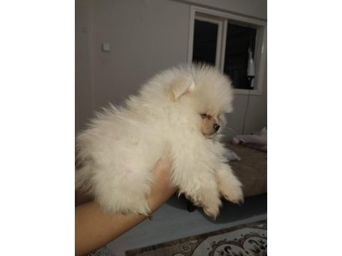 Pomeranian boo ayı surat