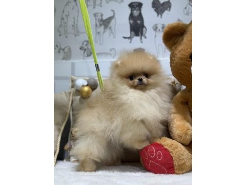 Show kalite üst düzey pomeranian boo