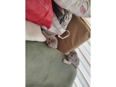 Ayıcık suratlı scottish fold yavrumuz sahibini bekliyor
