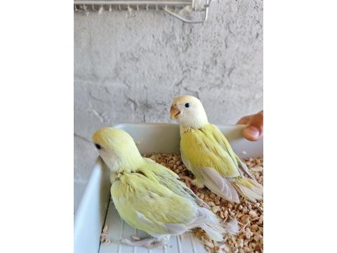 Mutasyon el besleme sevda papağanı