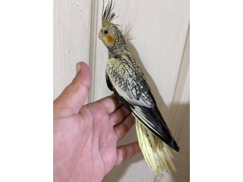 49 günlük uysal sultan bebek
