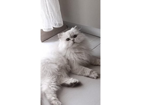 Silver point british longhair