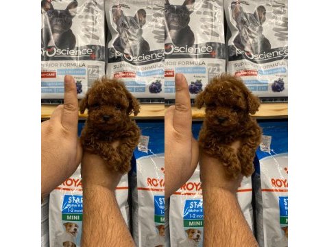 Mersin teacup toy poodle