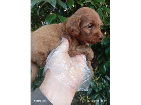 Irk ve sağlık garantili safkan maltipoo bebekler