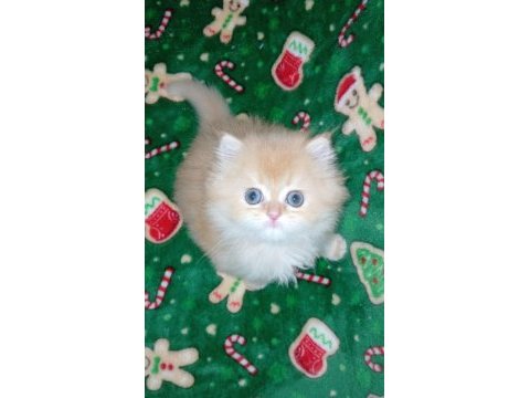 Golden ny12 erkek british longhair yavrum