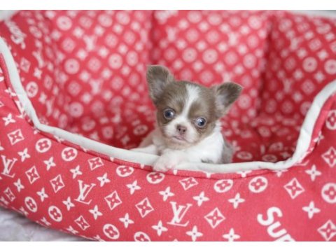 Xs mini dişi erkek chihuahua yavrularımız