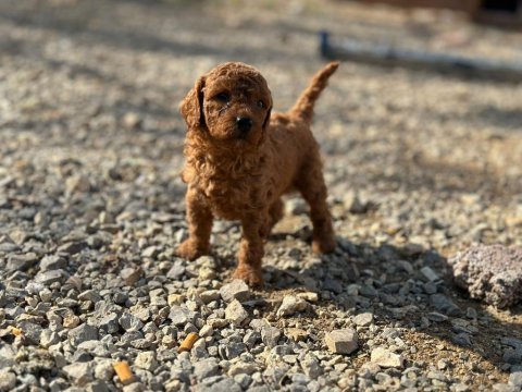 Toy poodle