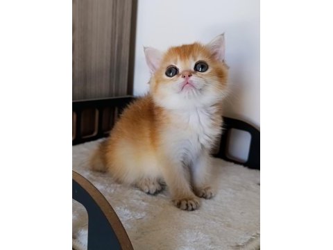 Çikolata golden dişi yavru british shorthair