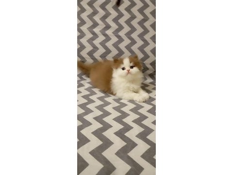 Cinnemon bi color british longhair yavrularımız
