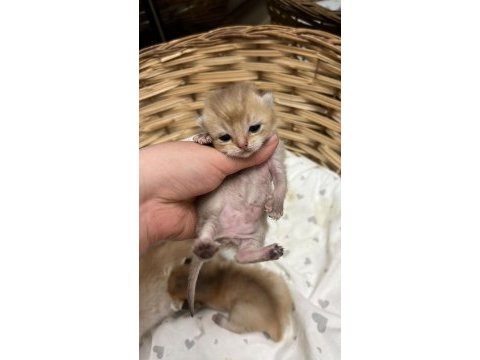 British shorthair bebekler